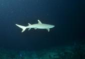 Žralok lagunový